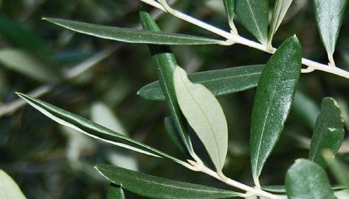 Αυτό είναι το θαυματουργό φύλλο που αποτρέπει… ό,τι μπορείς να φανταστείς!